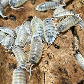 Porcellio Ornatus Witchs Brew